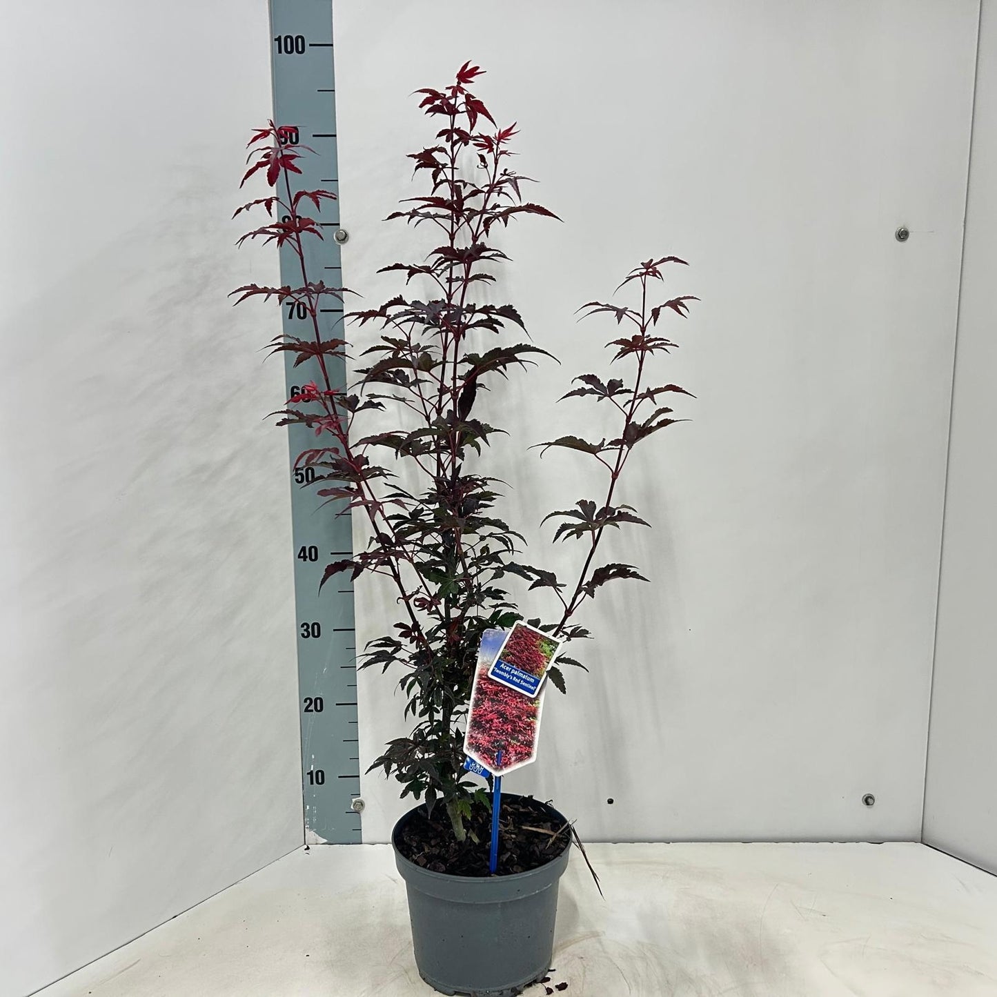Acer Twombly's Red Sentinel 90cm 19cm Pot
