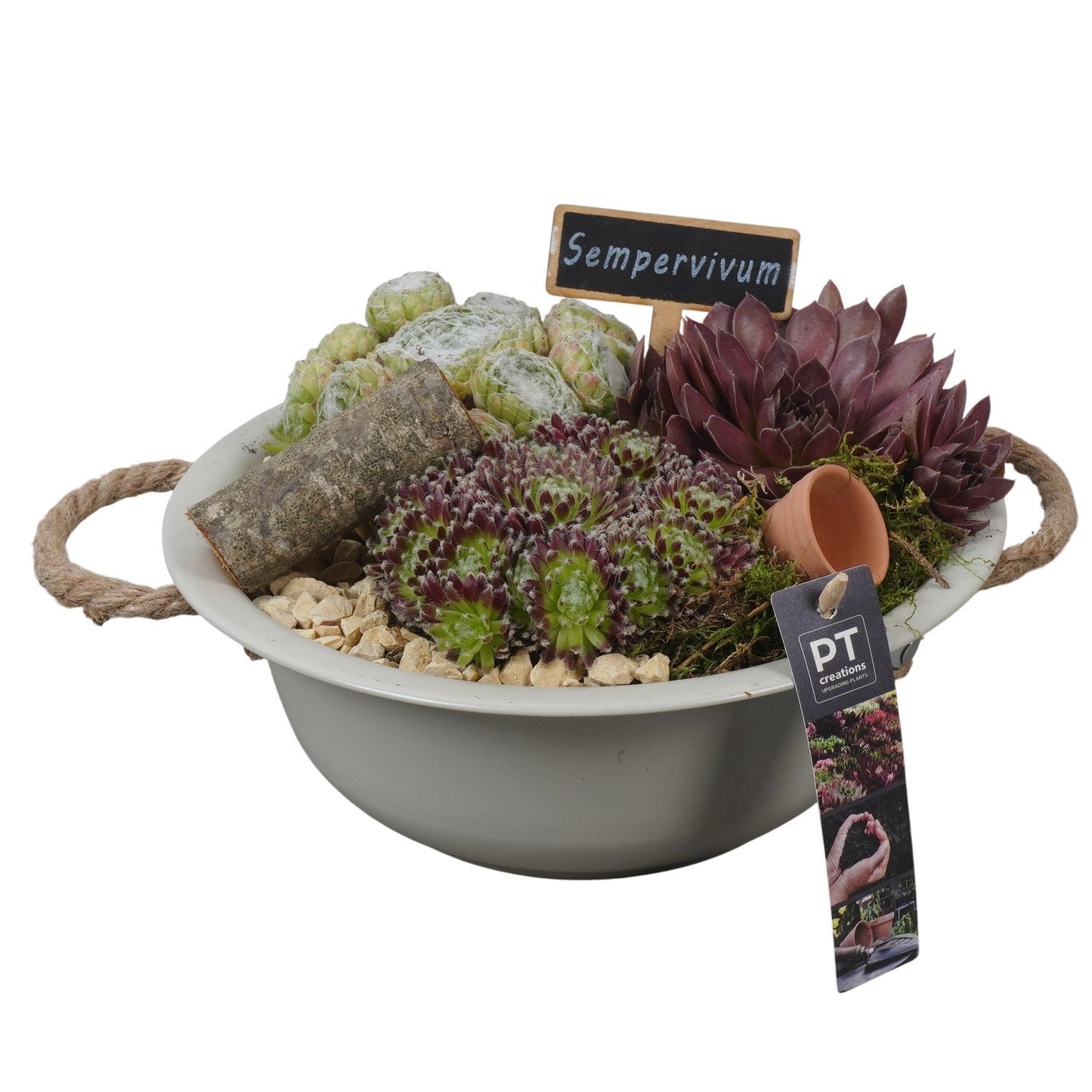 arr. Sempervivum 16cm 24cm Pot