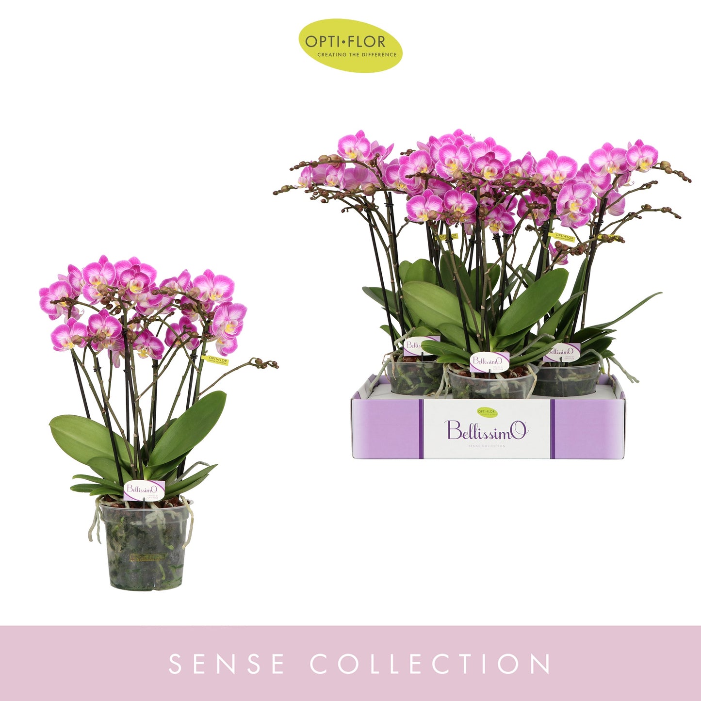 Phalaenopsis Bellissimo Angelo 50cm 15cm Pot