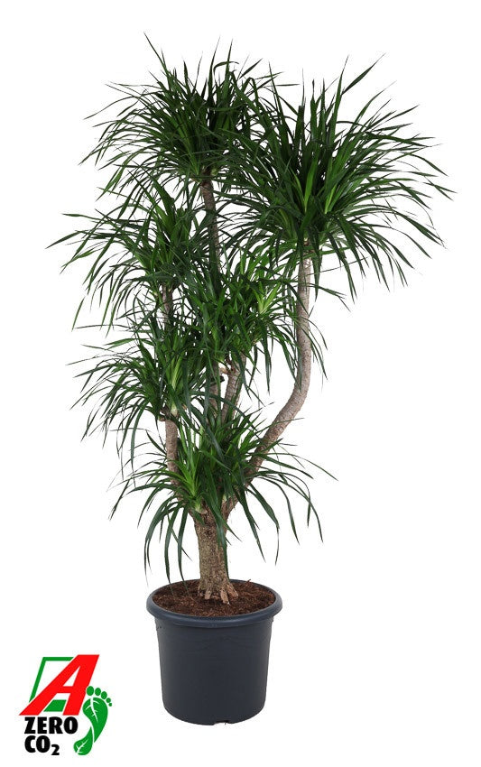 Dracaena reflexa 210cm 48cm Pot