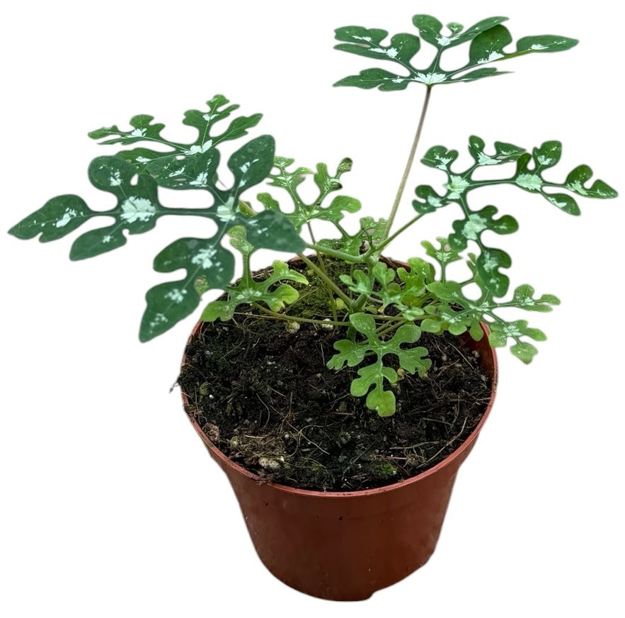Adenia Perrieri 12cm 8cm Pot