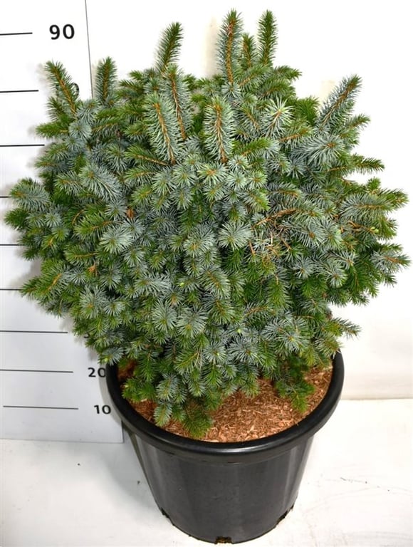 Picea sit. Tenas 100cm 38cm Pot