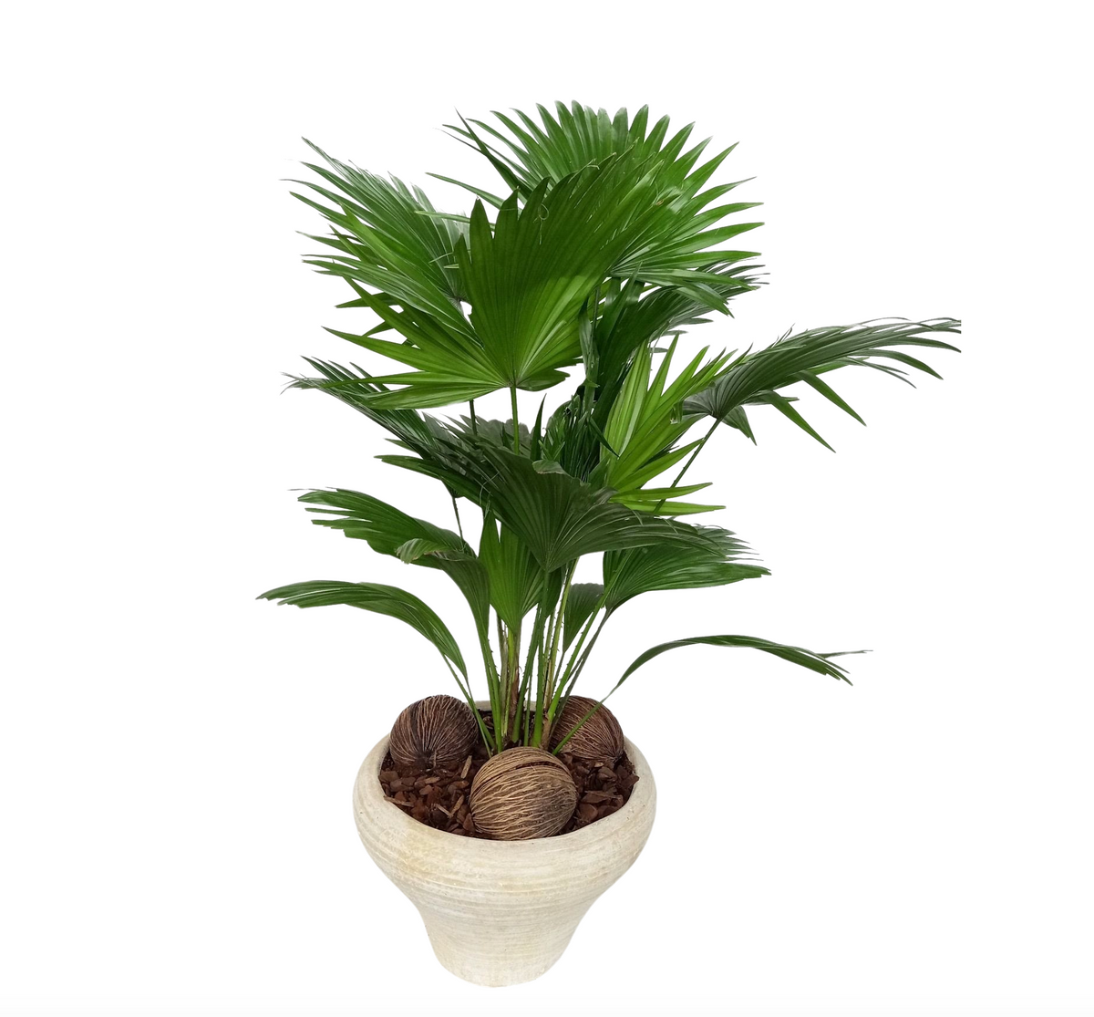 Livistona rotundifolia 70cm 26cm Pot