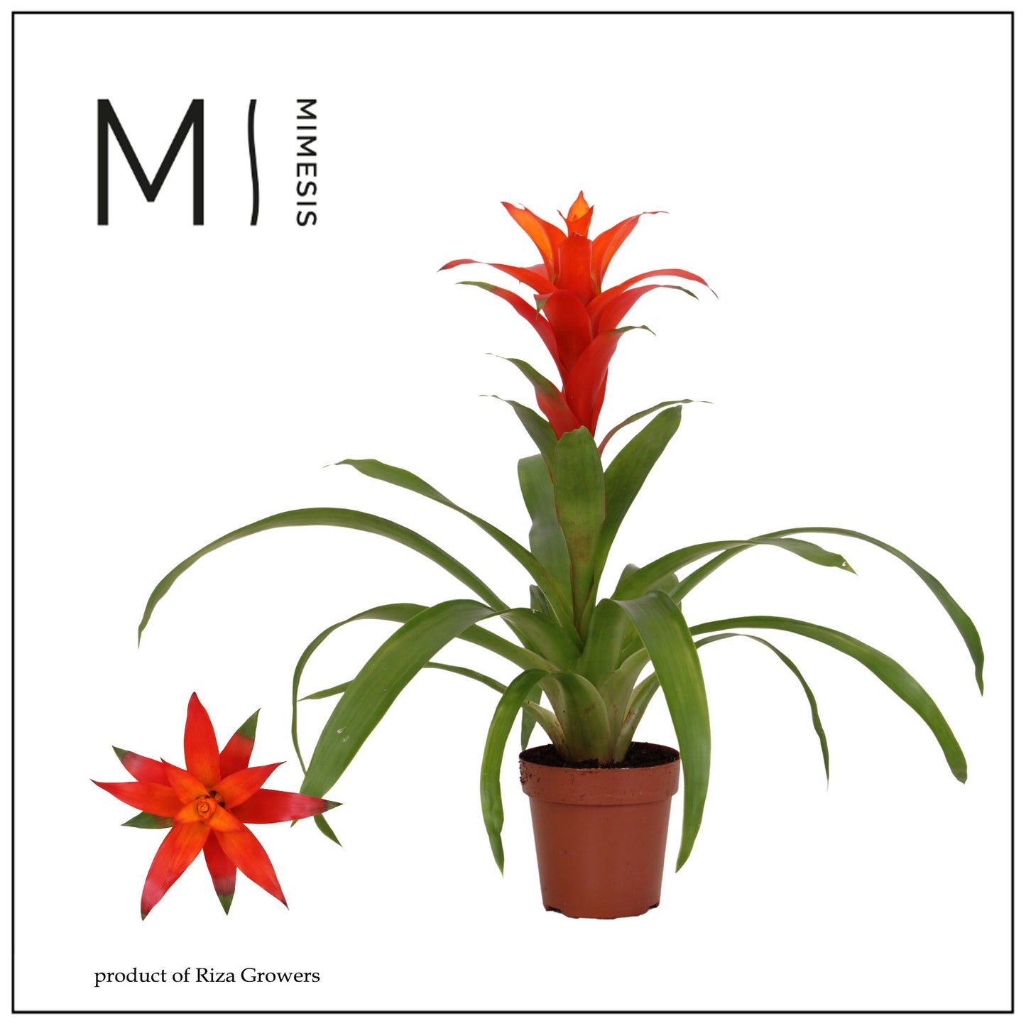 Guzmania Suerte Orange 48cm 12cm Pot