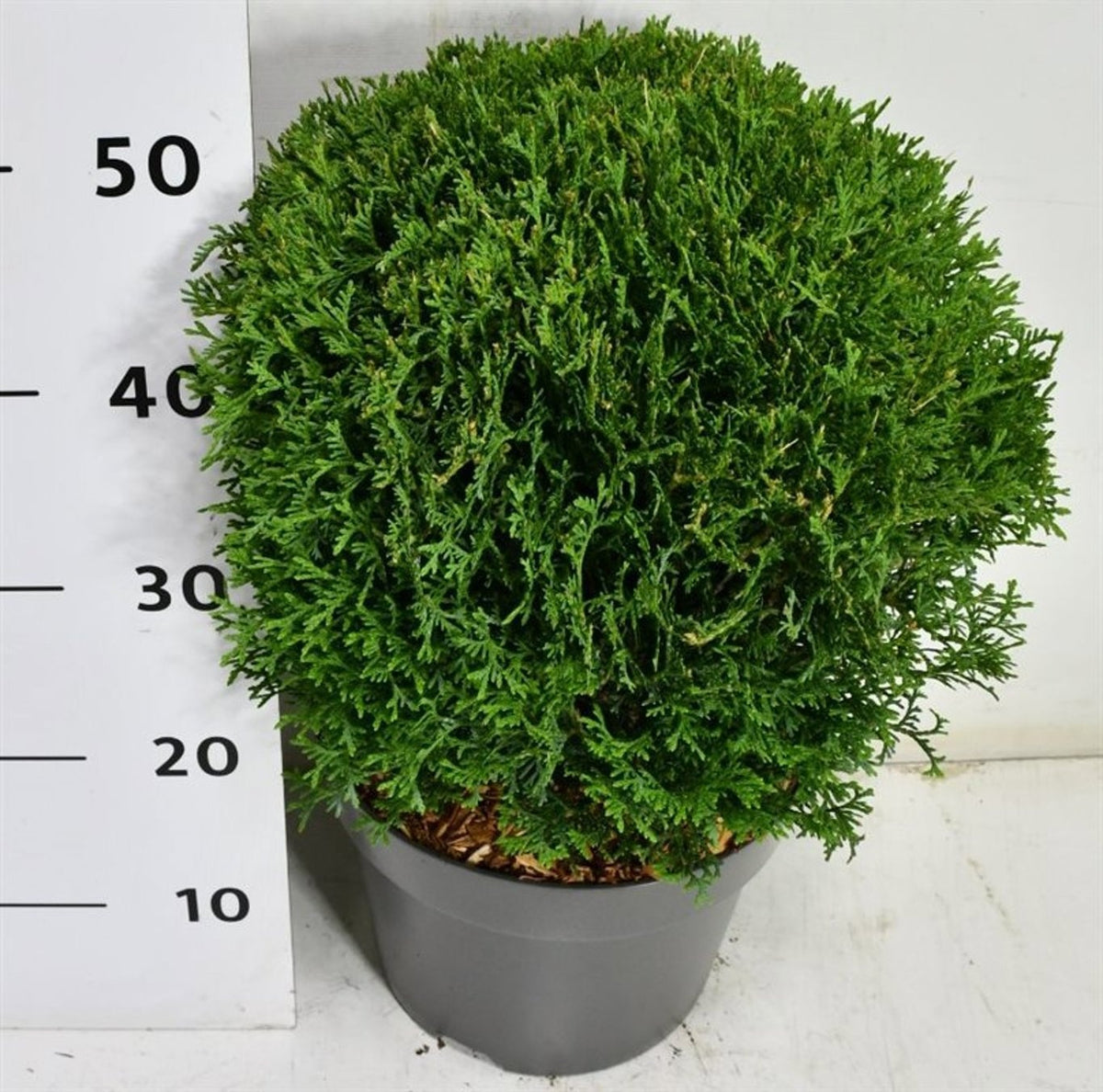 Thuja occidentalis Tiny Tim 50cm 23cm Pot