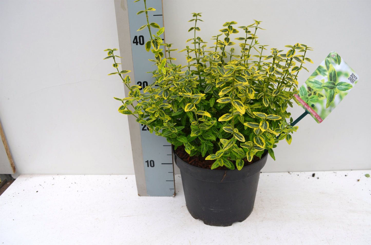 Roessel Tuinpl. VOF, B. v. Euonymus Emerald & Gold Pack of 1