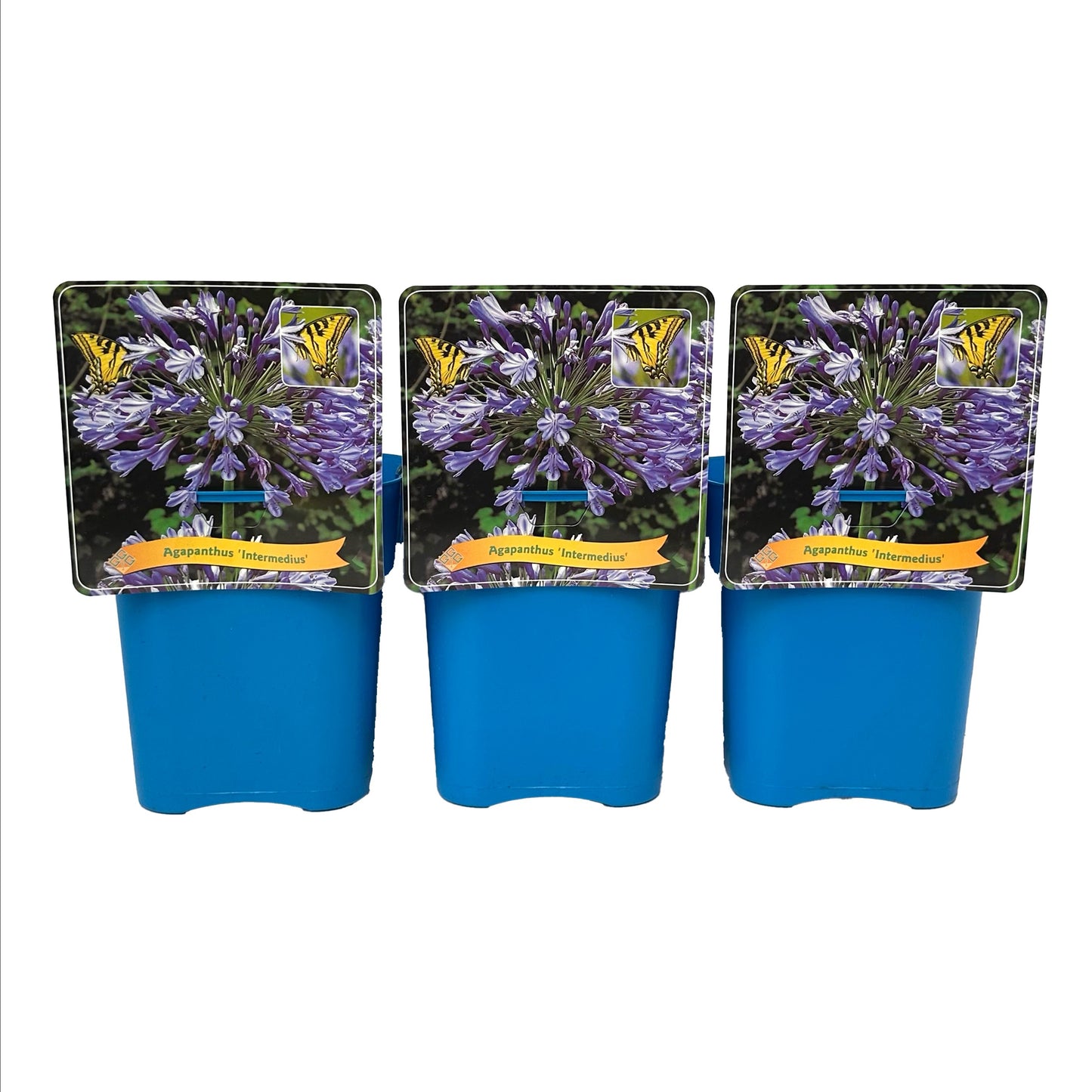 Agapanthus Intermedius 35cm 21cm Pot