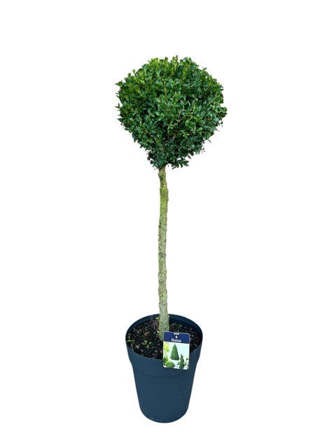 Buxus sempervirens ball 95cm 29cm Pot