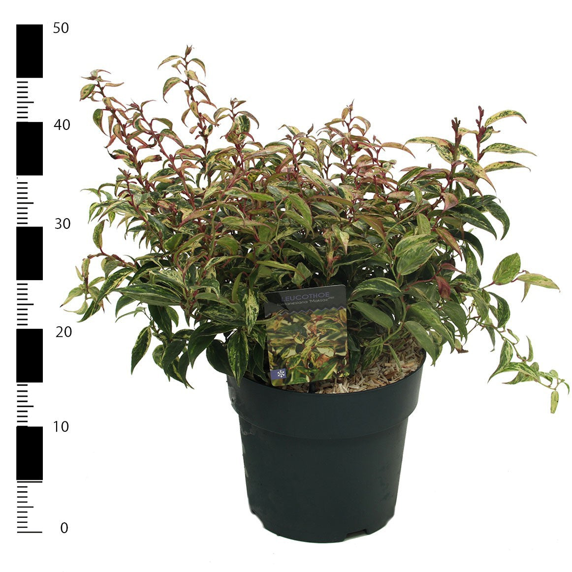 Leucothoe Makijaz 25cm 23cm Pot