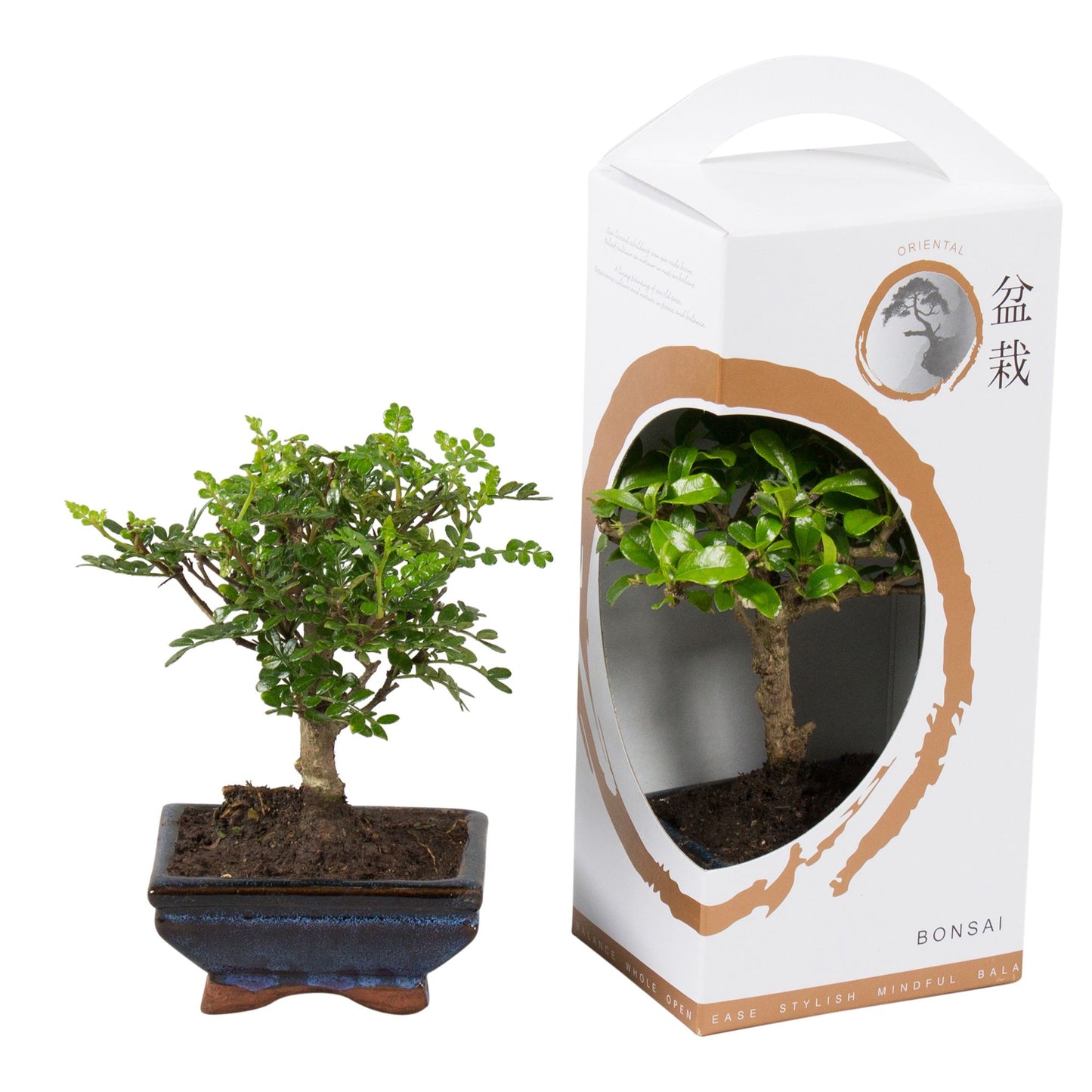 Bonsai mix 33cm 12cm Pot