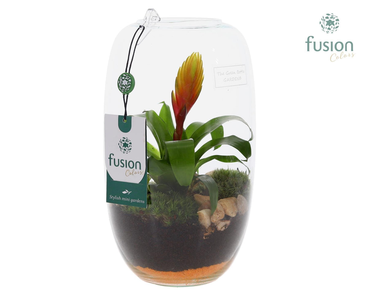 arr. Bromelia 25cm 15cm Pot