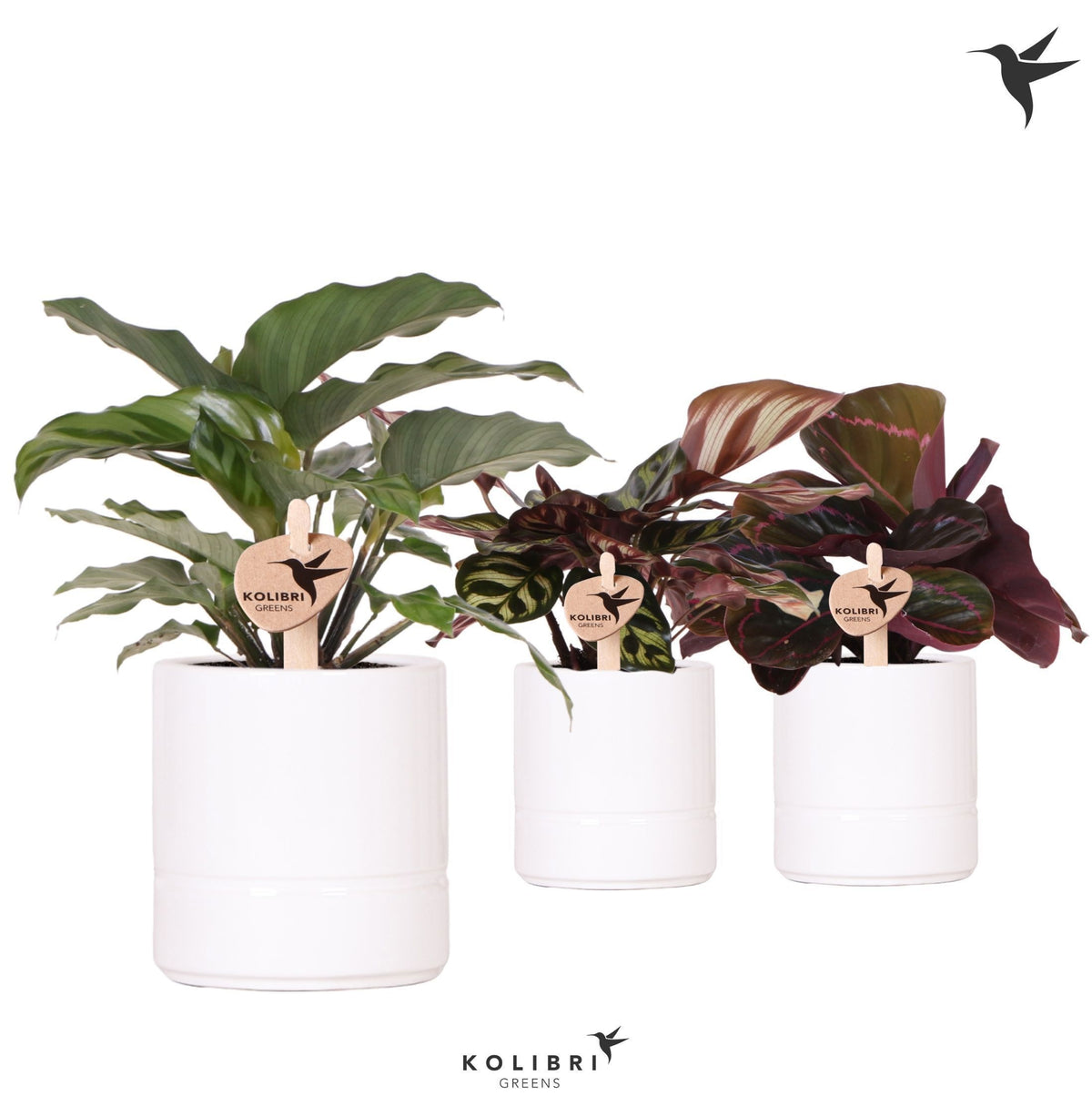 Calathea mix 24cm 9cm Pot