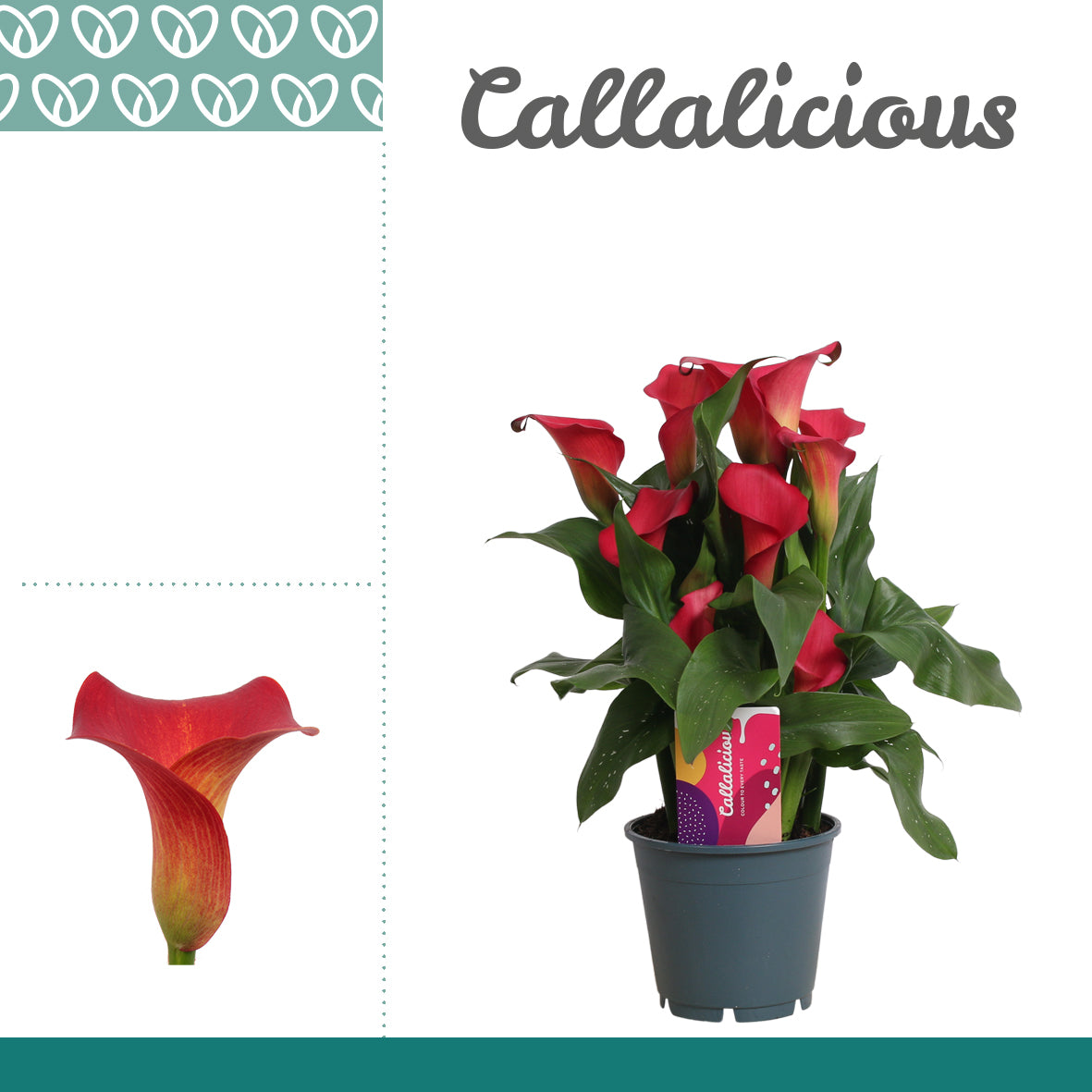 Zantedeschia Royal Valentine 40cm 14cm Pot