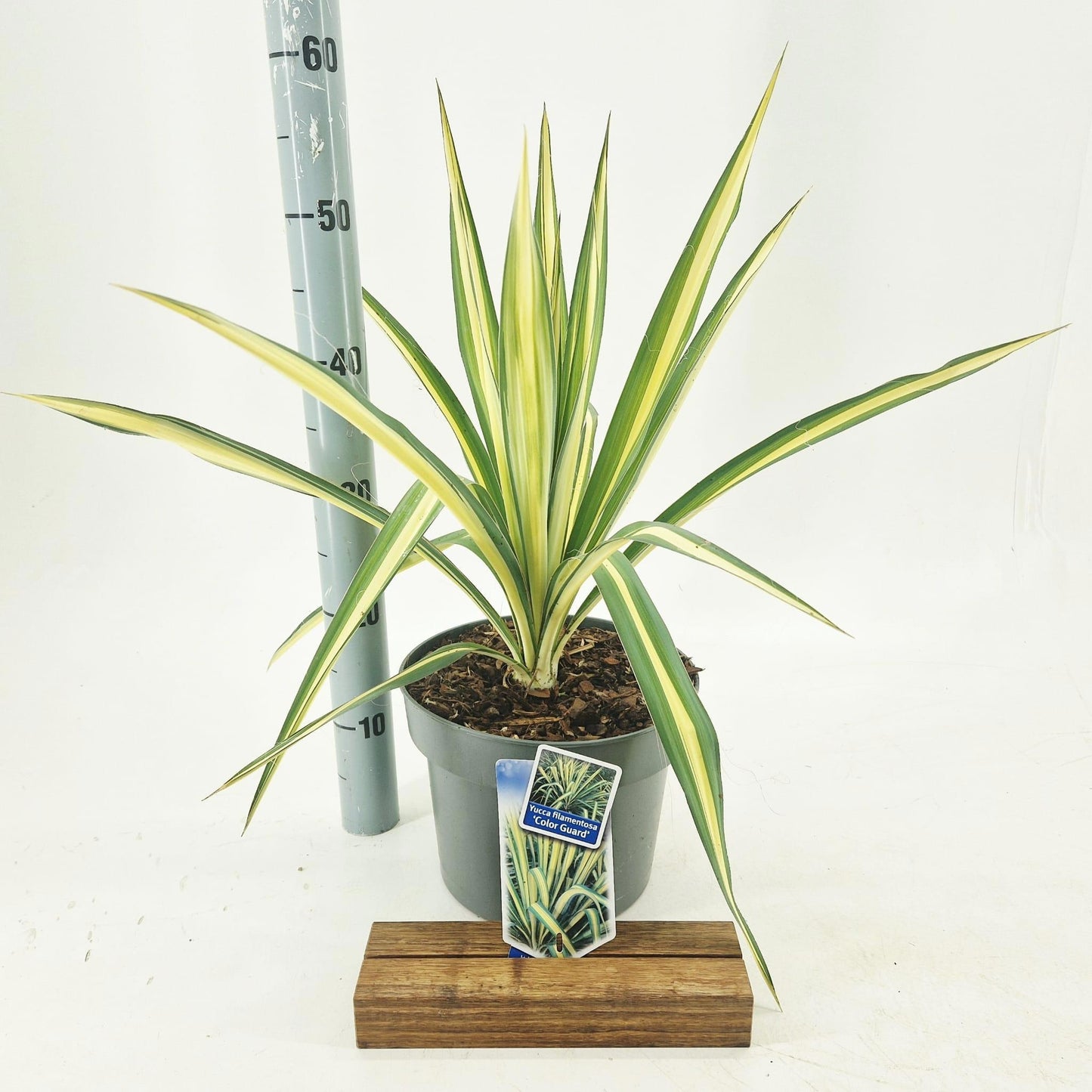 Yucca filamentosa 40cm 23cm Pot