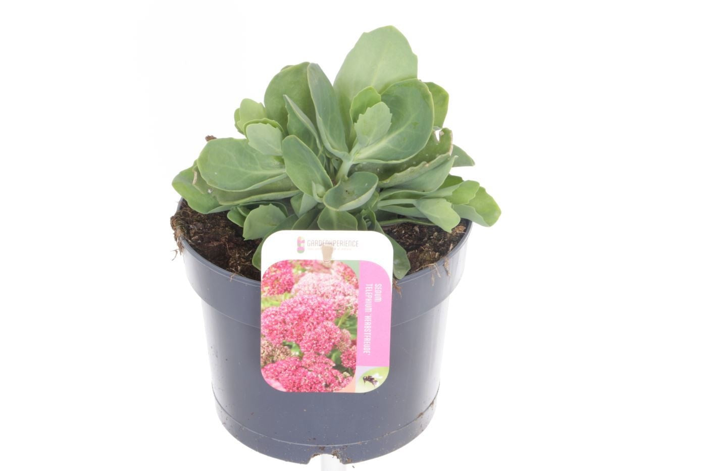 Sedum Herbstfreude 25cm 17cm Pot