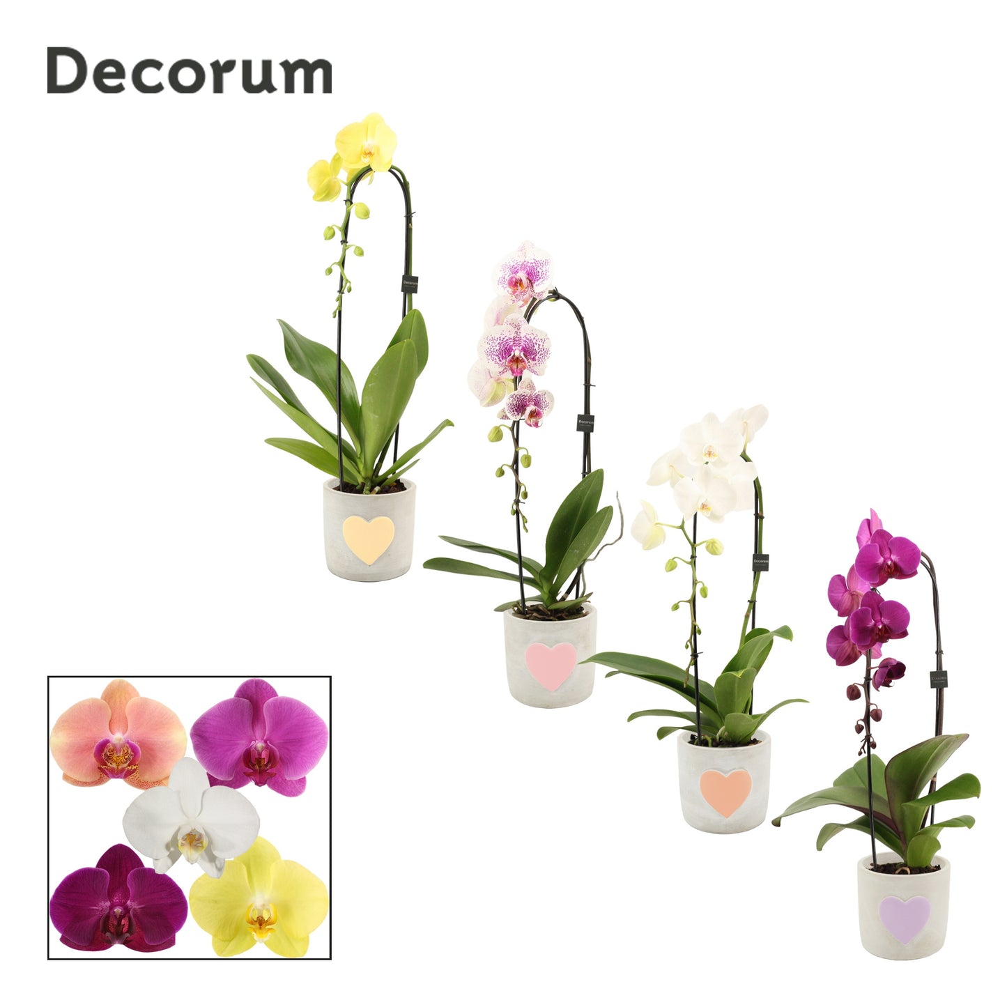 Phalaenopsis mix 55cm 12cm Pot