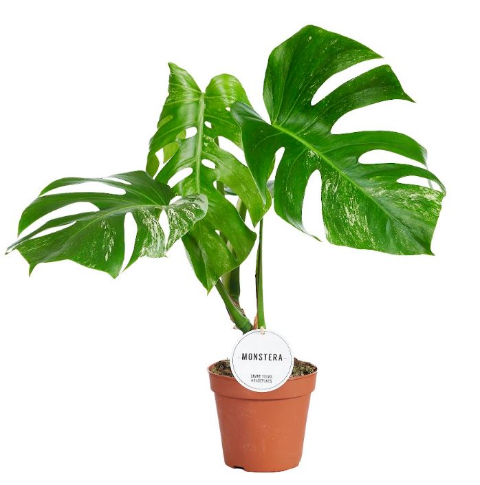 Monstera Variegated 50cm 15cm Pot