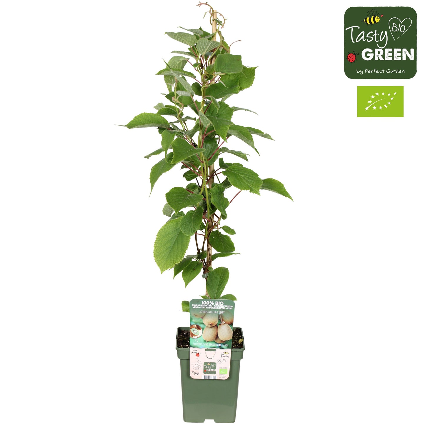 Actinidia deliciosa Jenny (Hardy Kiwi) 100cm 23cm Pot
