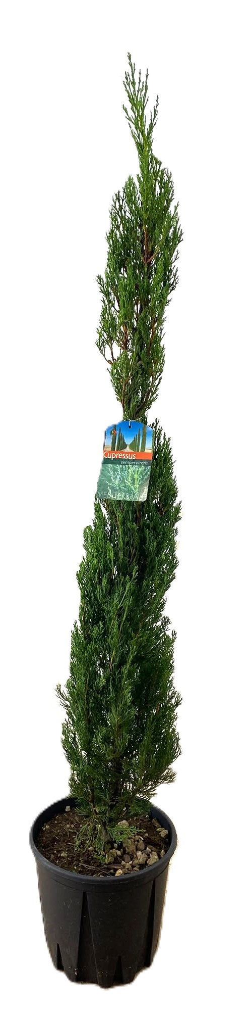 Cupressus semp. Totem 170cm 27cm Pot