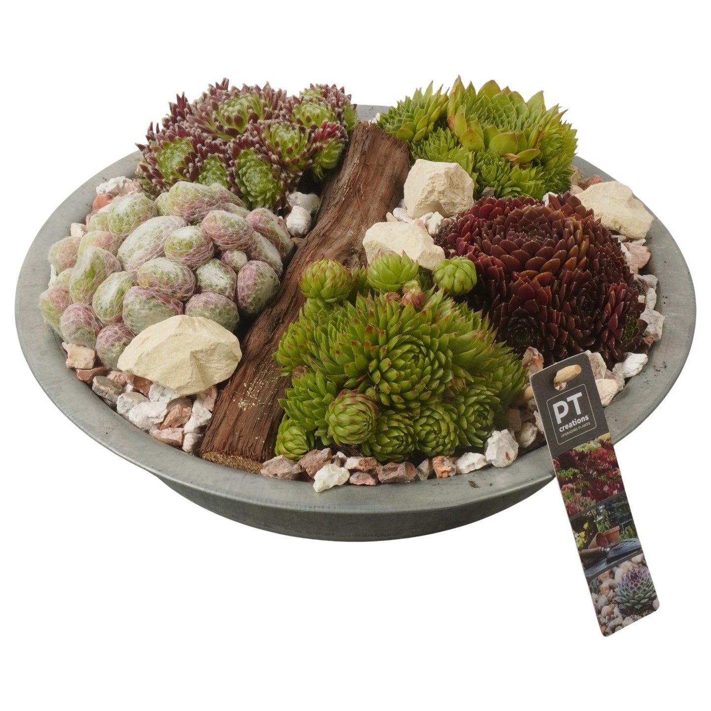 arr. Sempervivum 16cm 33cm Pot