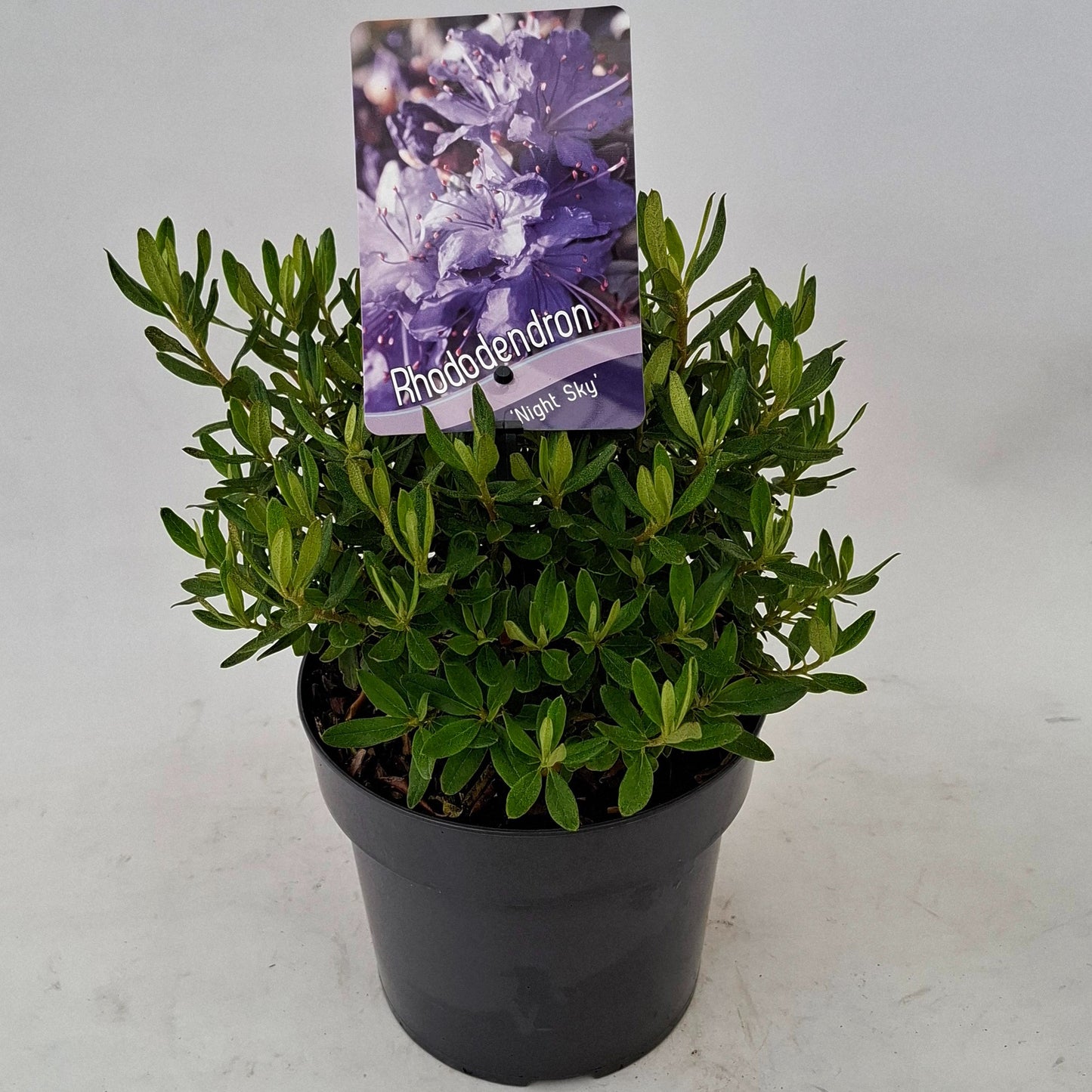 J.C.A.M. van Acht Rhododendron Night Sky Pack of 6