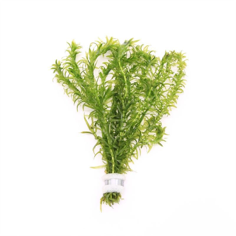 Egeria densa 10cm 2cm Pot