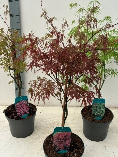 Acer palmatum mix 70cm 23cm Pot