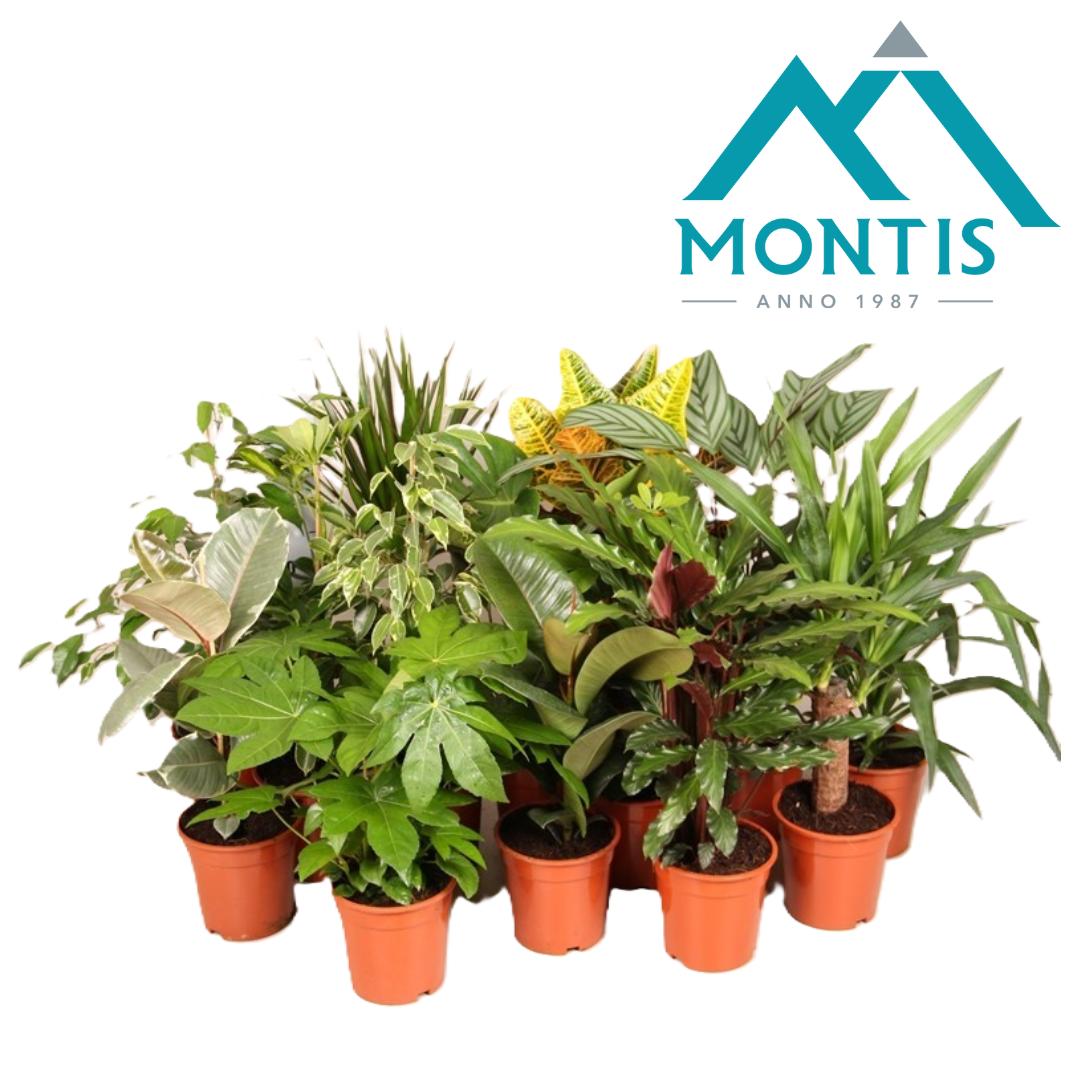 Montis-Zuidplas BV Foliage houseplants mix Pack of 6