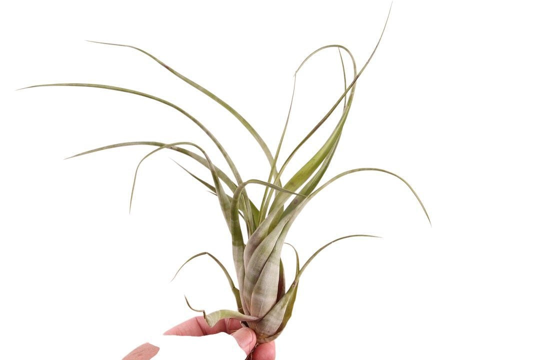 Tillandsia ionantha 20cm 998cm Pot
