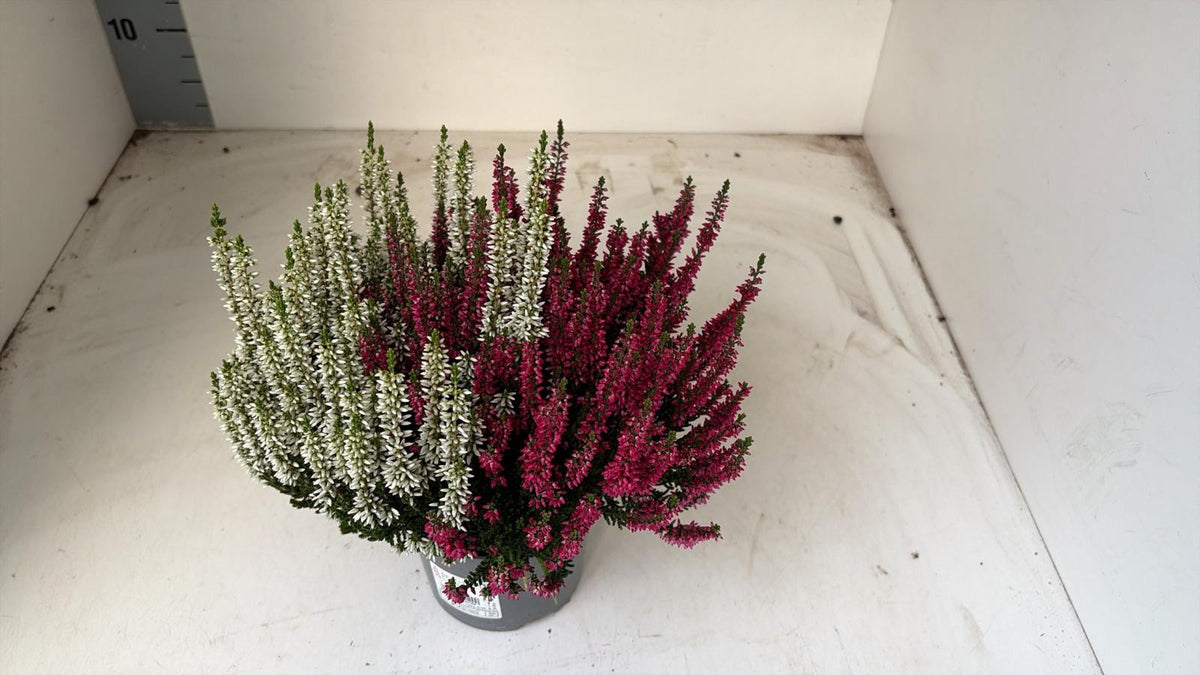 Calluna Beauty Ladies twin 20cm 12cm Pot