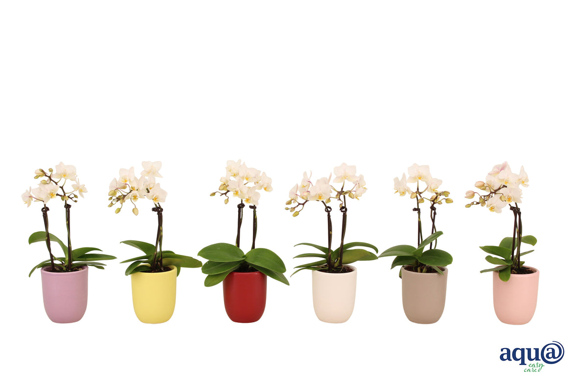 Phalaenopsis hybrid 17cm 6cm Pot