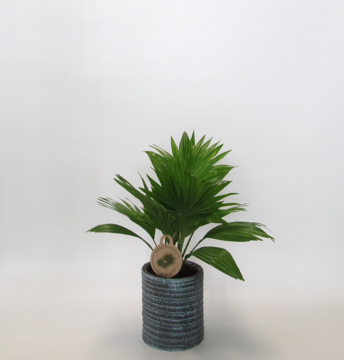 Livistona rotundifolia 45cm 15cm Pot