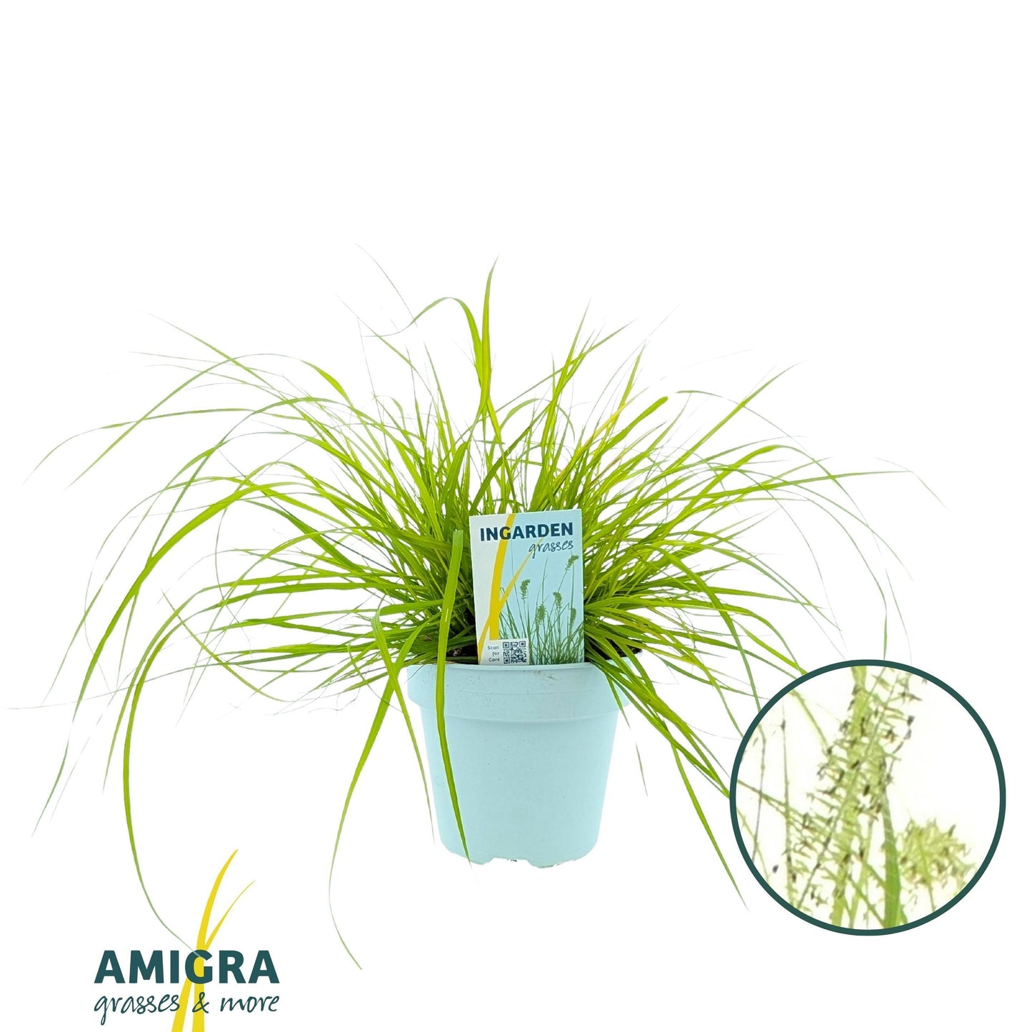 Pennisetum alo. Hameln Gold 40cm 15cm Pot
