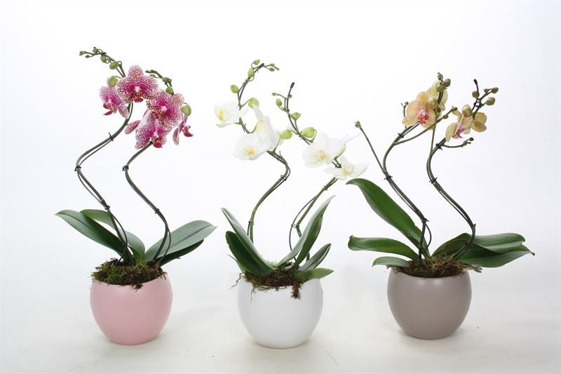 Phalaenopsis mix 55cm 12cm Pot