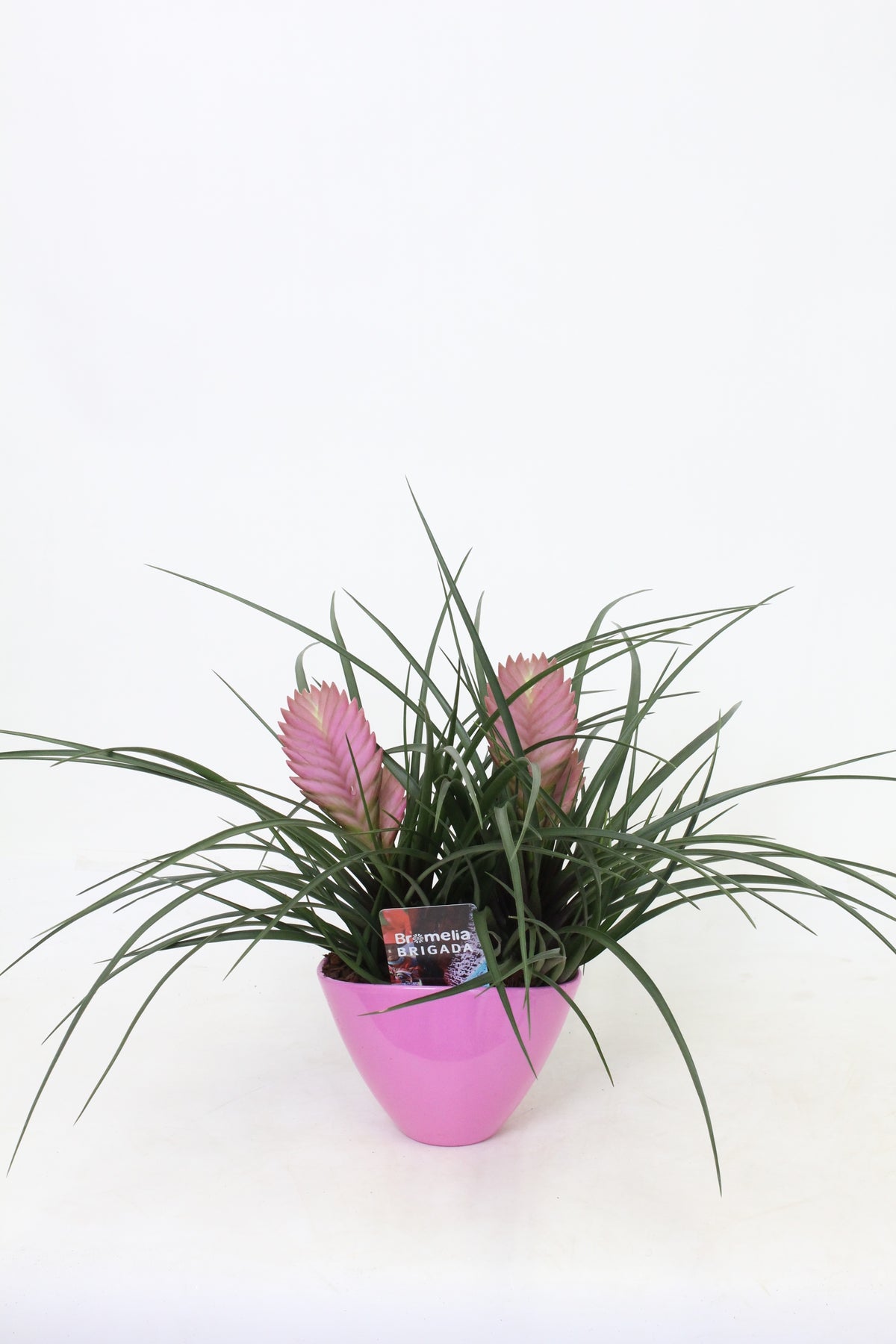 Tillandsia Anita 35cm 16cm Pot