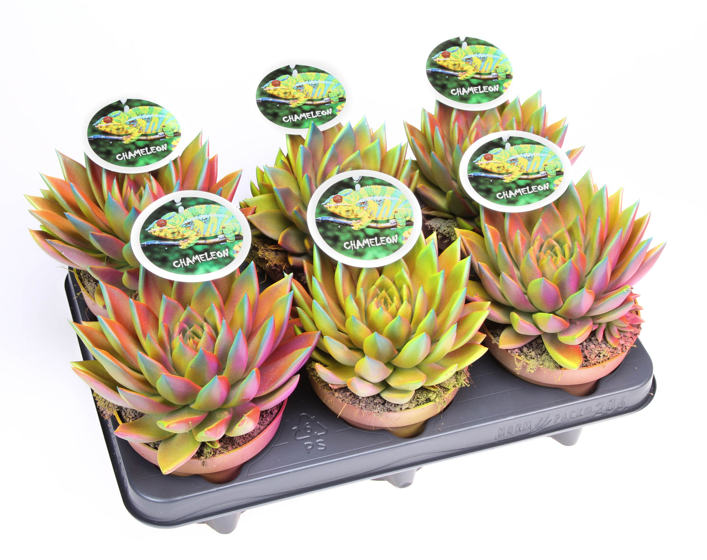 Echeveria chameleon special 16cm 12cm Pot