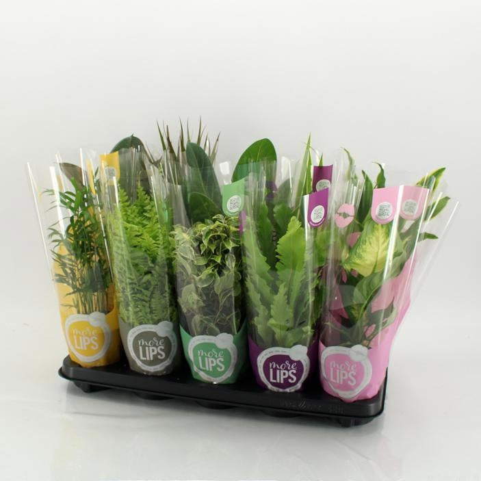 M-10 ML Mixplanten More Lips hoes 40cm 12cm Pot