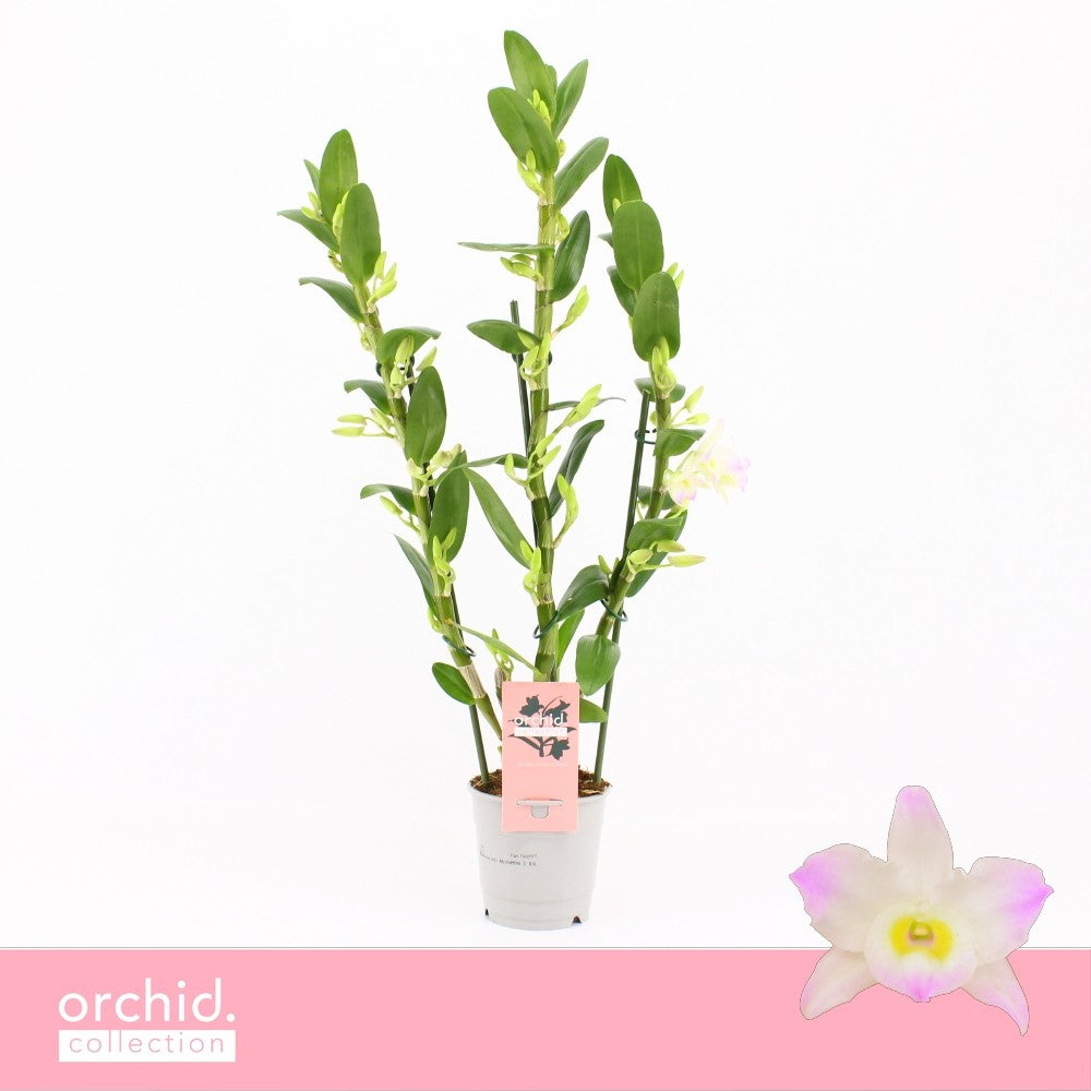 Dendrobium Kumiko 65cm 12cm Pot