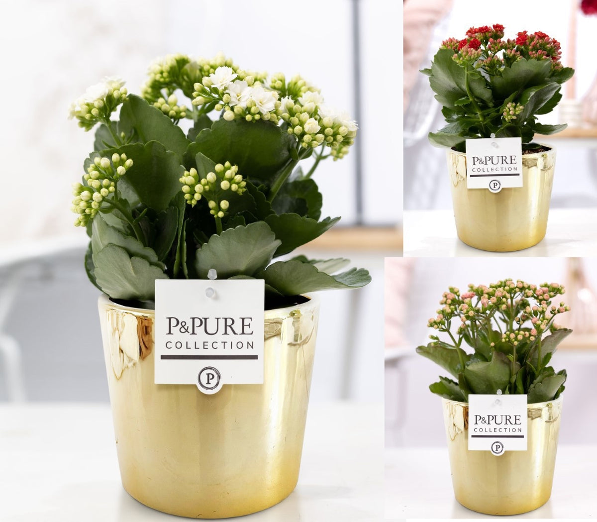Kalanchoe Rosalina mix 27cm 12cm Pot