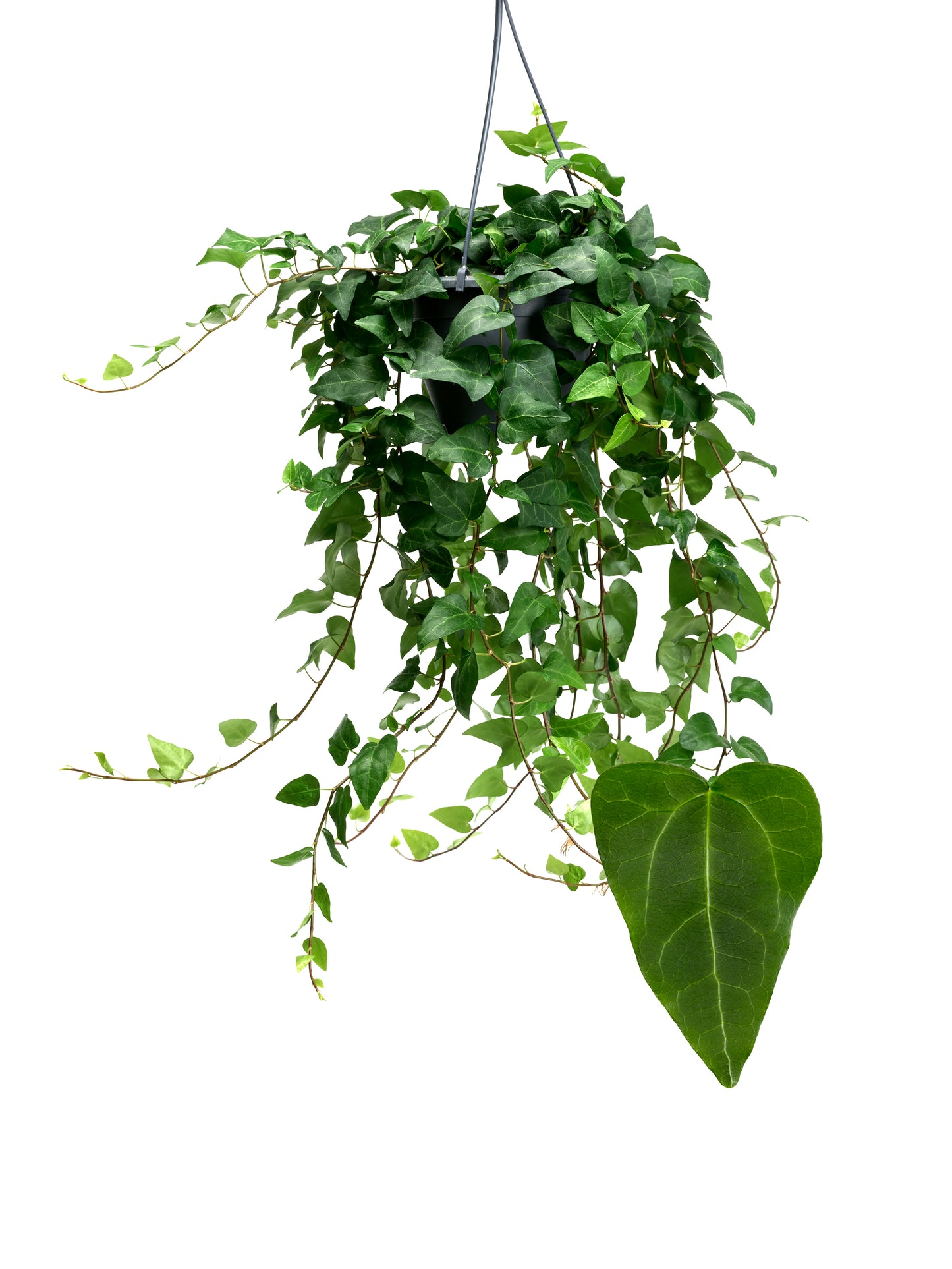 Hedera helix Mein Herz 19cm Pot