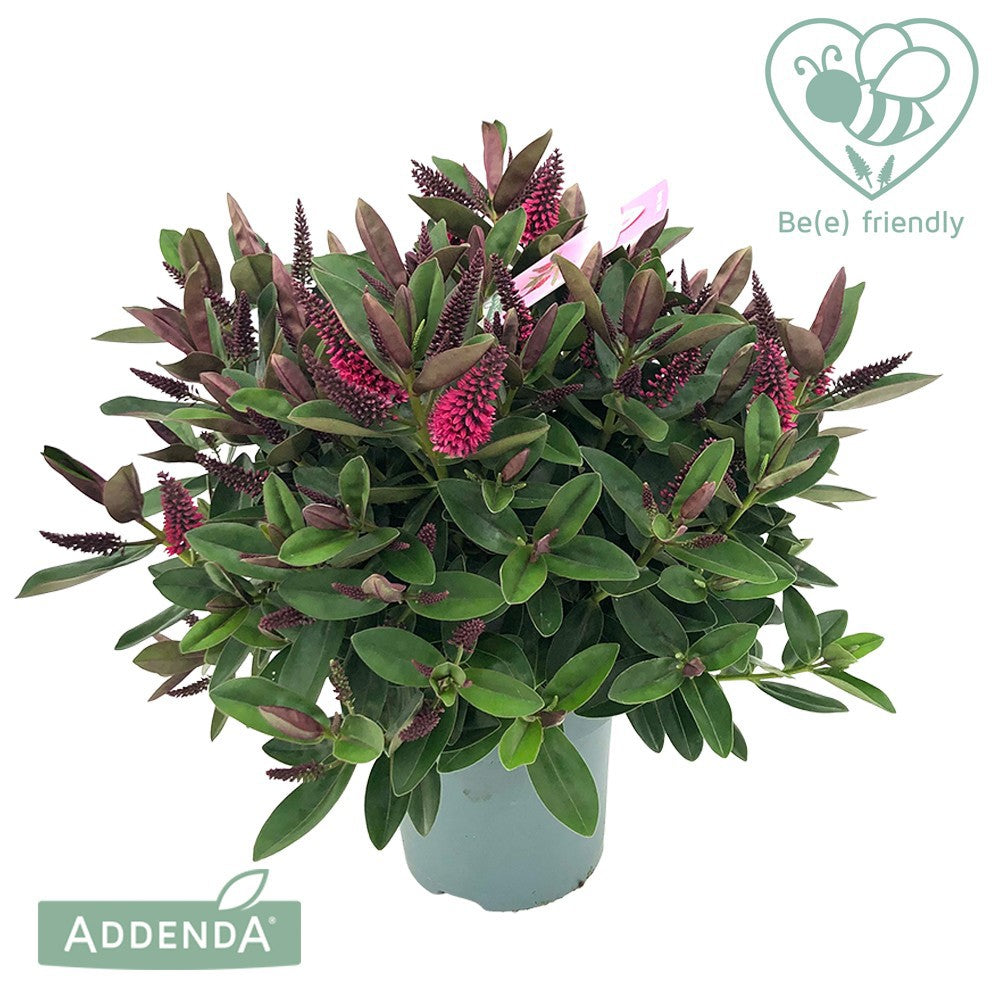 Hebe Celebration 35cm 15cm Pot