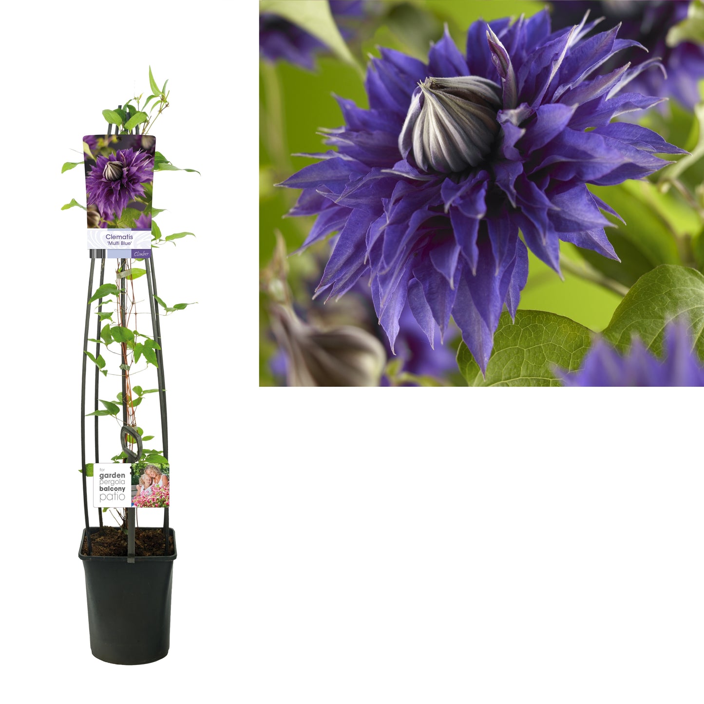 Clematis Multi Blue 115cm 23cm Pot