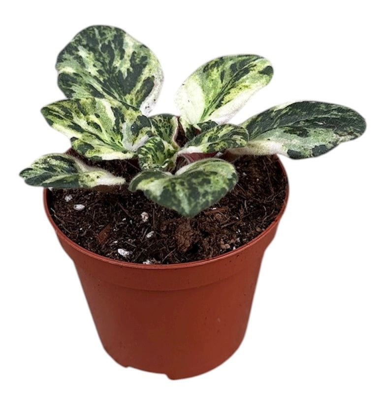 Saintpaulia ionantha 10cm 8cm Pot