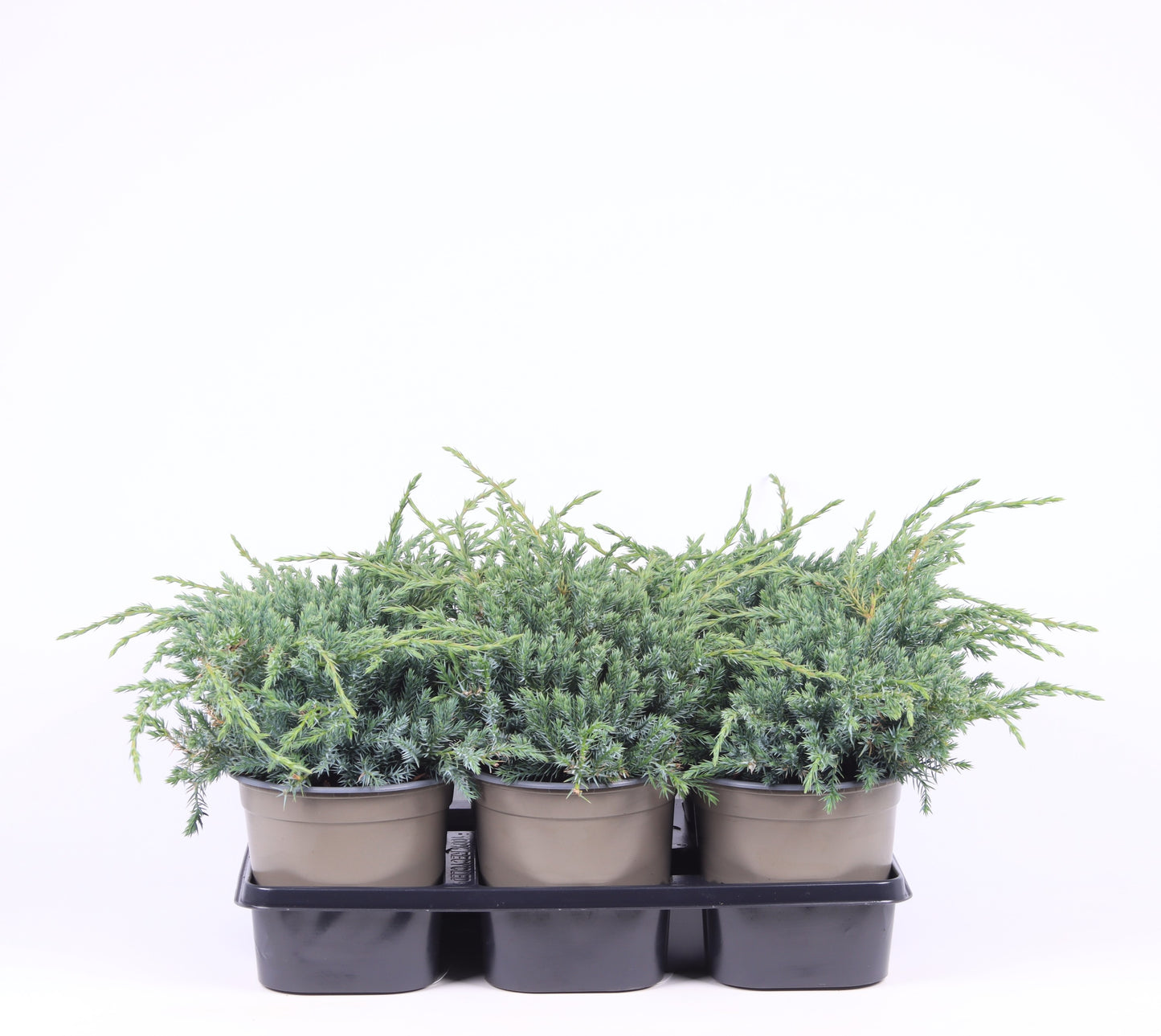 Juniperus Blue Carpet 25cm 15cm Pot