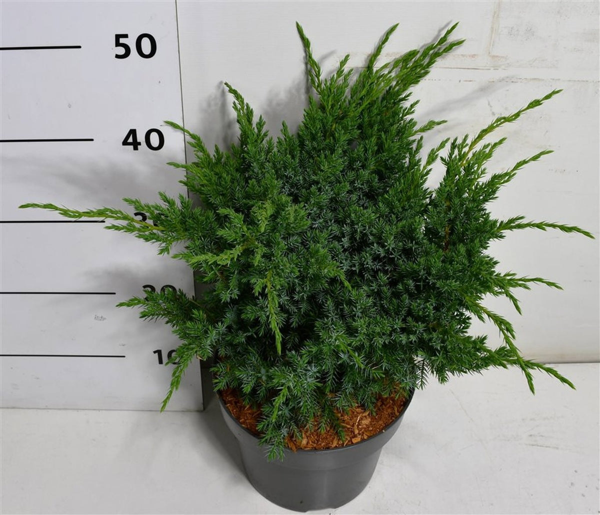 Juniperus Blue Swede 50cm 23cm Pot