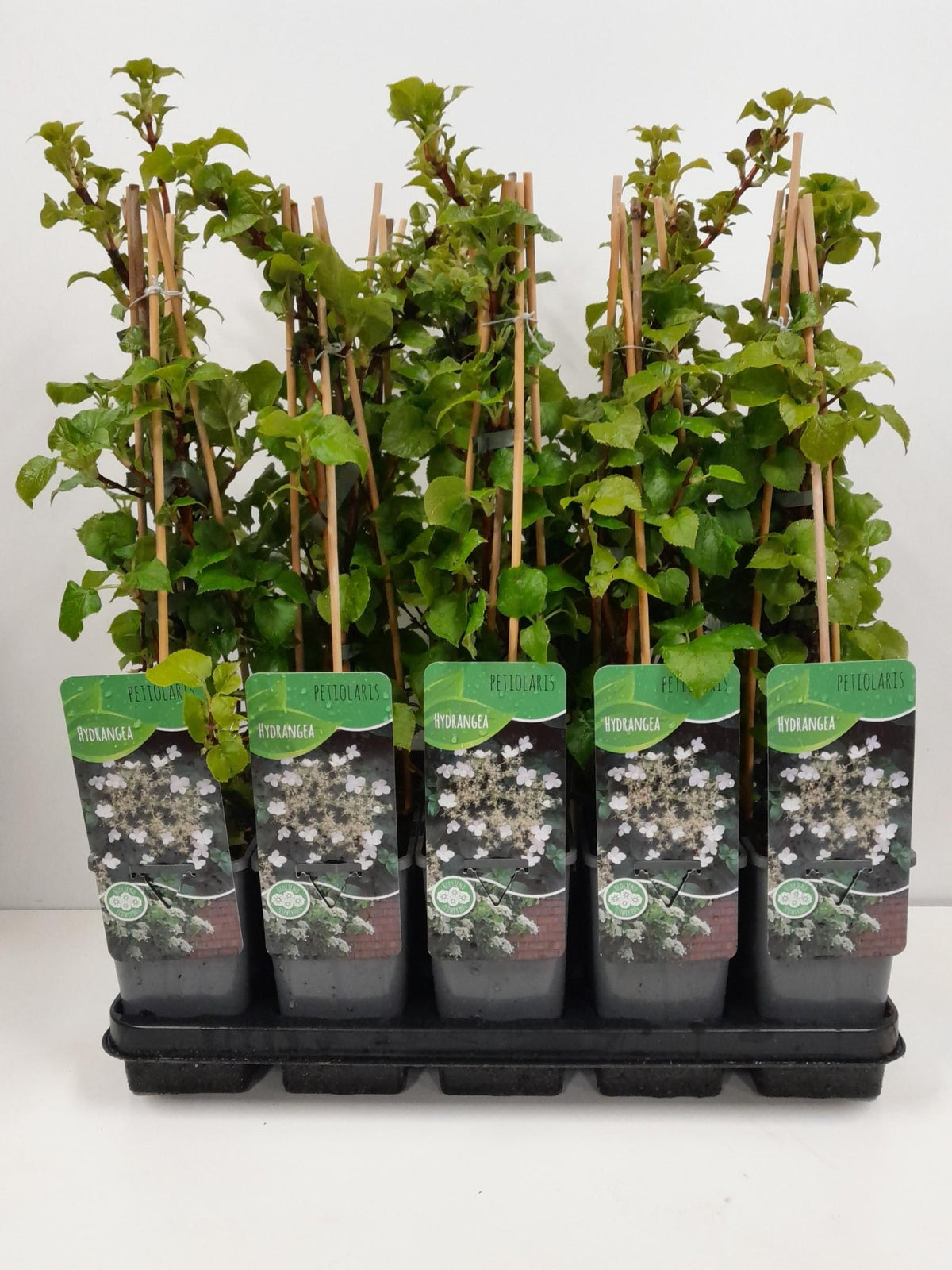 Hydrangea petiolaris 60cm 14cm Pot