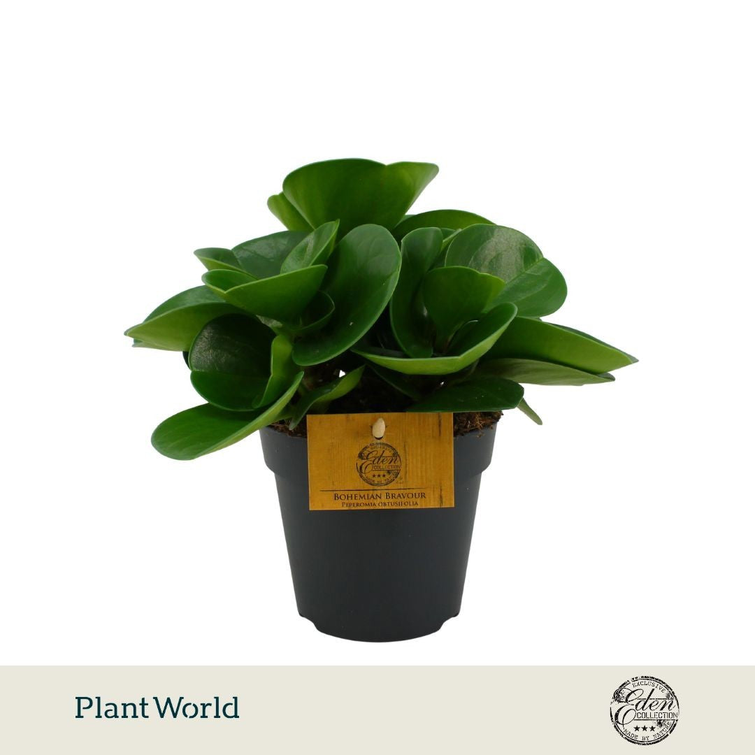 Peperomia obtusifolia Green Gold 20cm 12cm Pot
