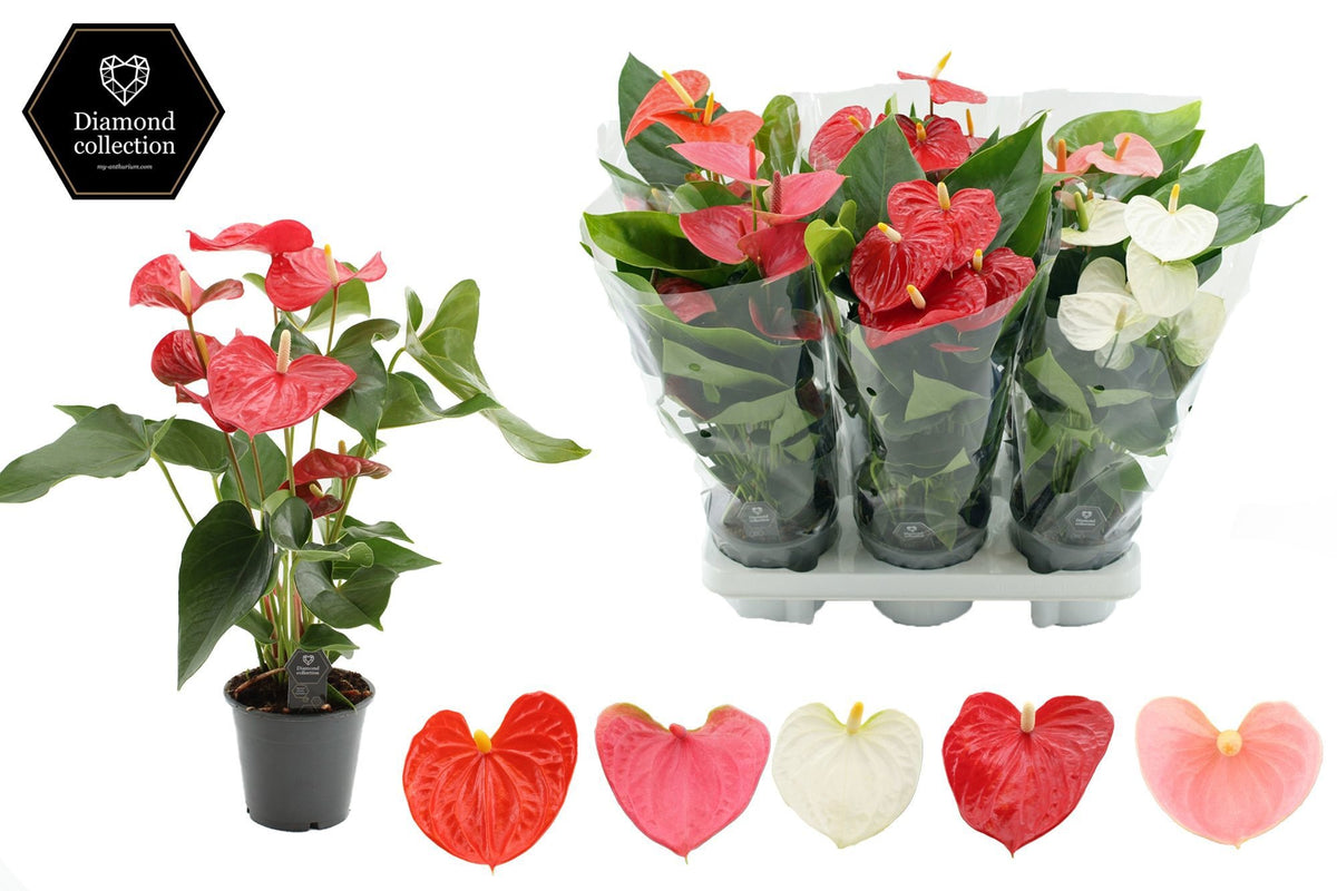 Anthurium mix 40cm 12cm Pot