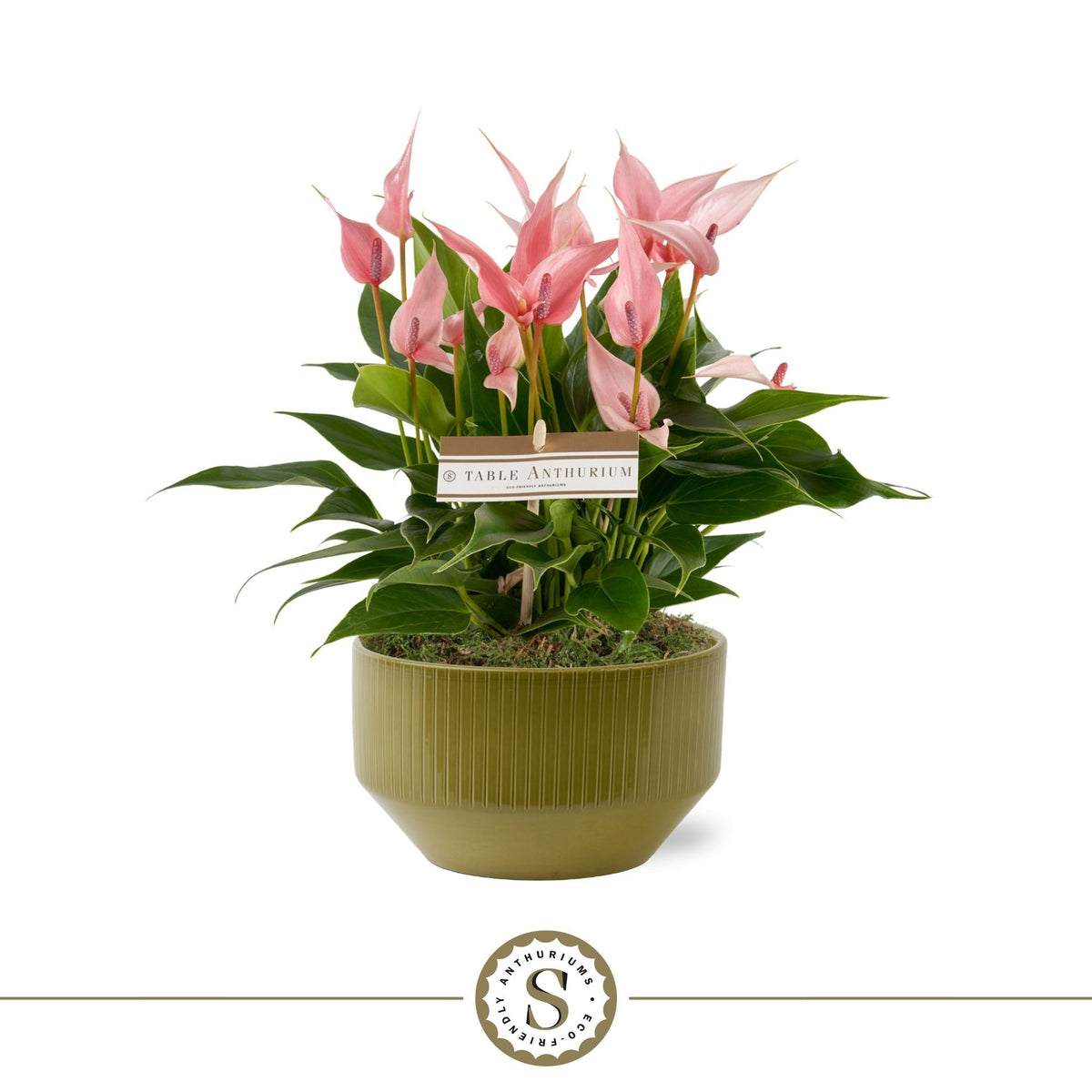 Anthurium Lilli 30cm 17cm Pot