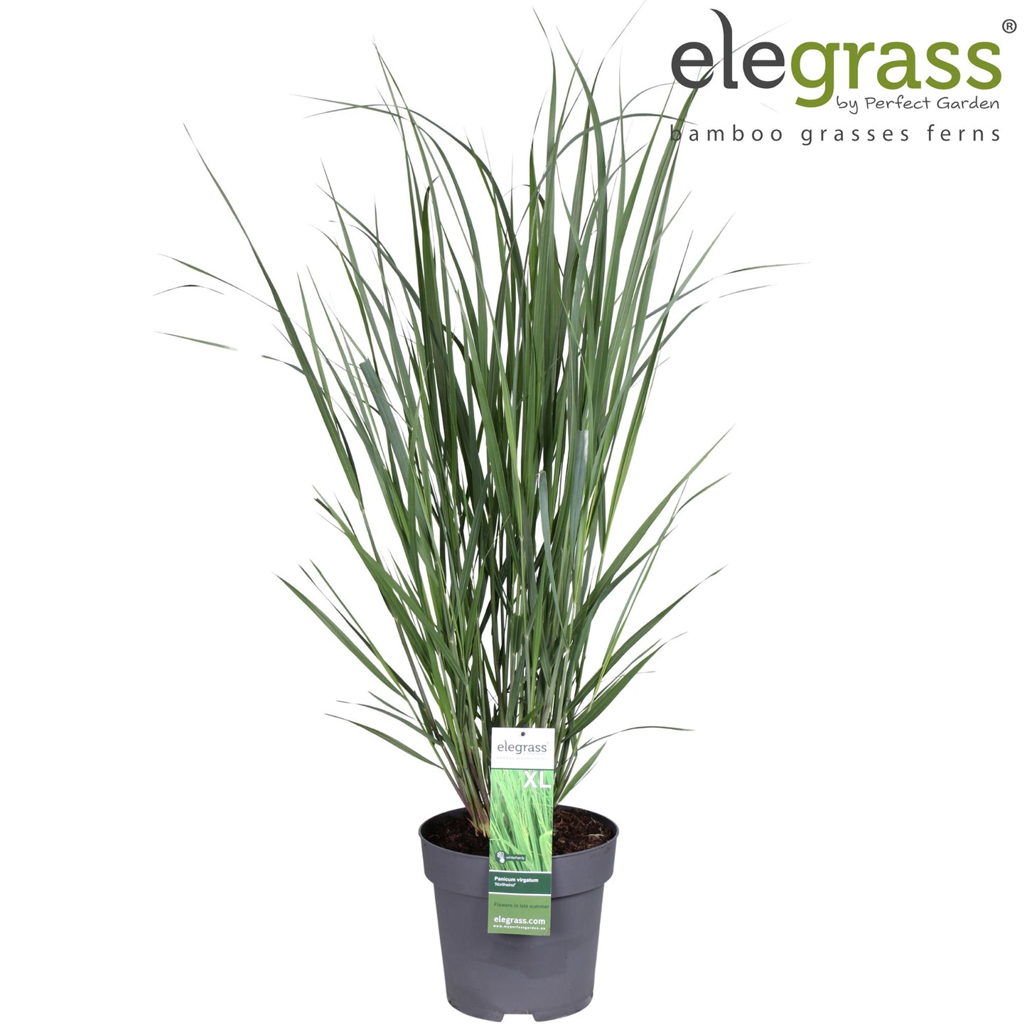 Panicum virgatum 70cm 29cm Pot